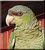 Lencho the Lilac crowned parrot