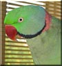 Charlie the Alexandrine Parrot