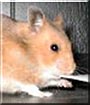 Sakura the Shorthair Syrian Hamster
