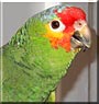 Contessa the Amazon Parrot