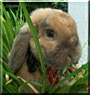 Copper the Holland Lop Rabbit