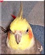 Bird the Cockatiel