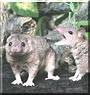 Kisak, Suki da the Short Tail Opossums