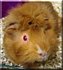 Peach the Guinea Pig