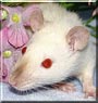 Carissa the Siamese Velveteen Rat