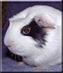 Zathras the Guinea Pig