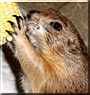 Amy the Prairie Dog