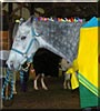 Faith the Horse