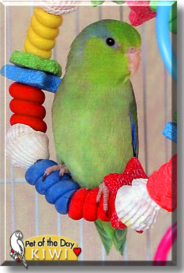 Kiwi, the Pet of the Day