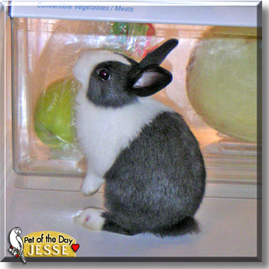 Jesse, the Pet of the Day