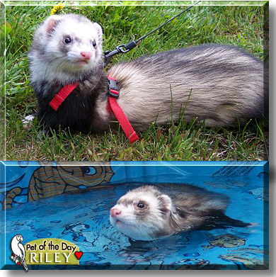 Riley, the Pet of the Day