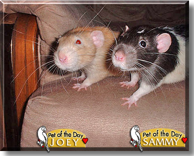 Joey, Sammy, the Pet of the Day
