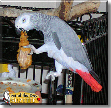 Suzette, the Pet of the Day
