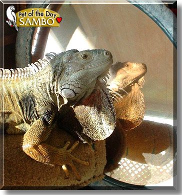 Sambo, the Pet of the Day