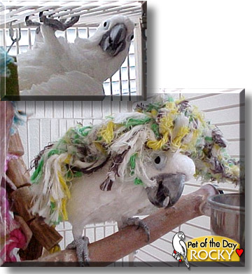 Rocky, the Pet of the Day