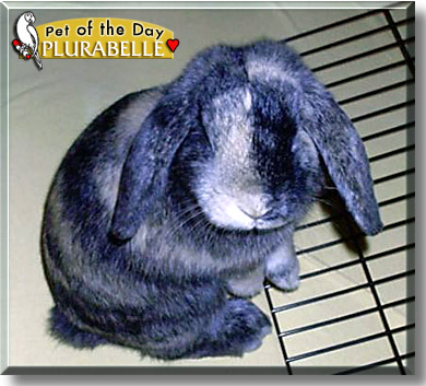 Plurabelle, the Pet of the Day