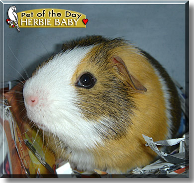 Herbie Baby, the Pet of the Day