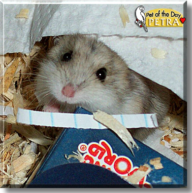 Petra, the Pet of the Day