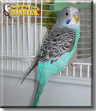 Marley, the Pet of the Day