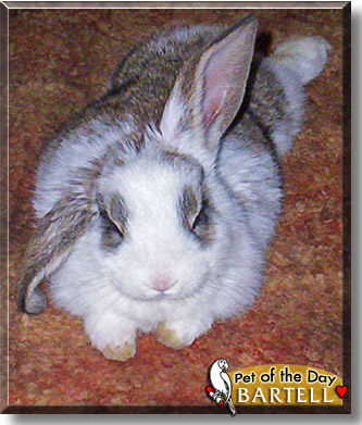 Bartell, the Pet of the Day