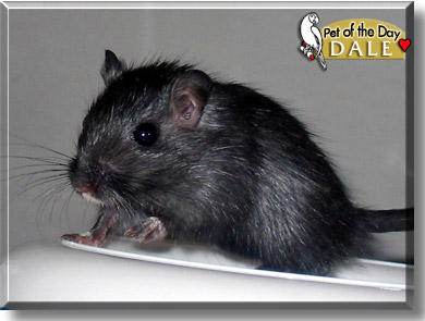 Dale, the Pet of the Day
