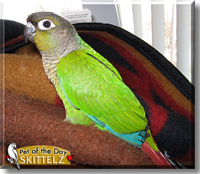 Skittelz, the Pet of the Day