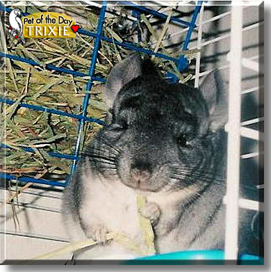 Trixie, the Pet of the Day