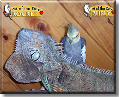 Rocket, Burly, the Pet of the Day