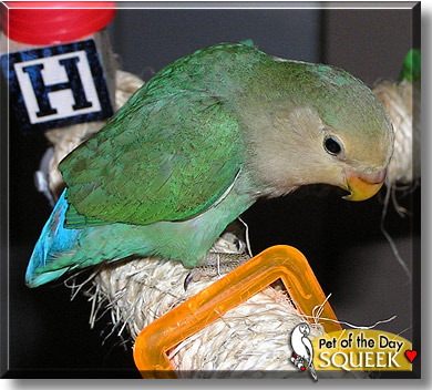 Squeek, Burly, the Pet of the Day