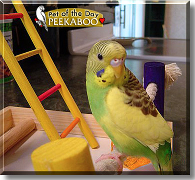Peekaboo, the Pet of the Day