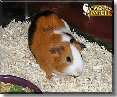 Patch, the Pet of the Day