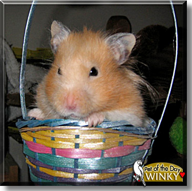 Winky, the Pet of the Day