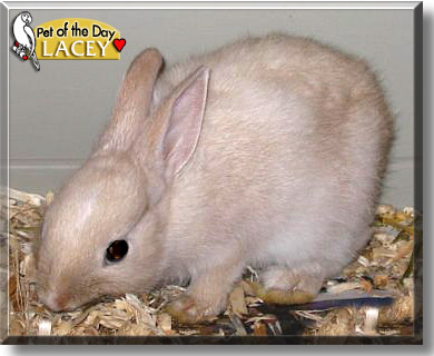 Lacey, the Pet of the Day