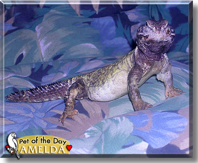 Amelda, the Pet of the Day