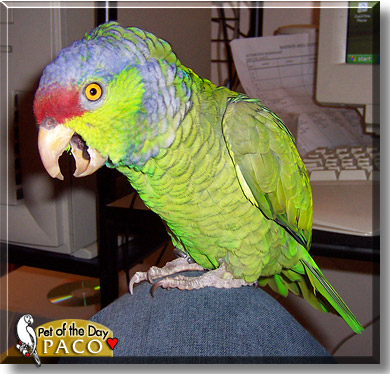 Paco, the Pet of the Day