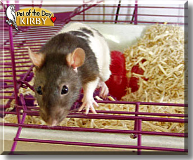 Kirby, the Pet of the Day