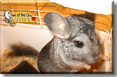Mister, the Pet of the Day