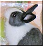 Jesse the Dutch Dwarf Rabbit