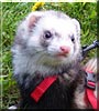 Riley the Ferret