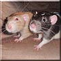 Joey, Sammy the Fancy Rat