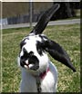 Louie the Mini Lop