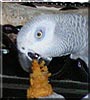 Suzette the Congo African Grey