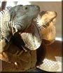 Sambo the Iguana