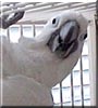 Rocky the Umbrella Cockatoo