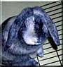 Plurabelle the Holland lop mix