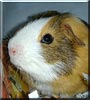 Herbie Baby the Guinea Pig