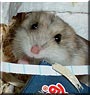 Petra the Dwarf Hamster
