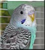 Marley the Parakeet