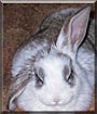Bartell the Lop Rabbit