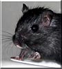 Dale the Gerbil